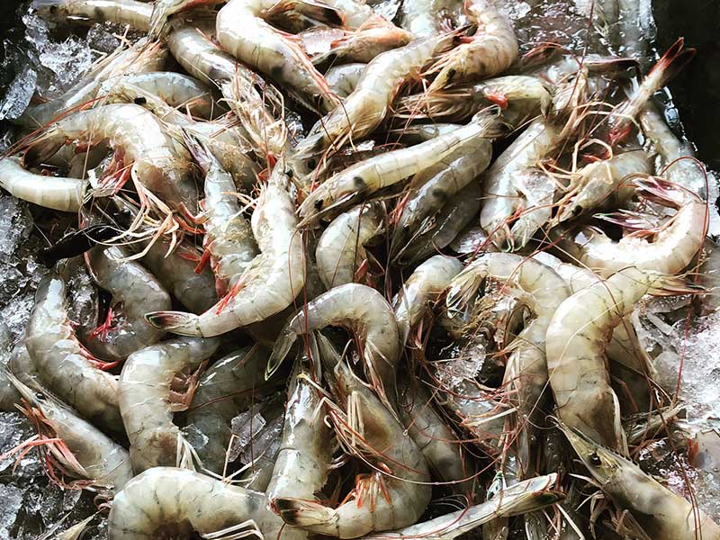 800-600-shrimp-01